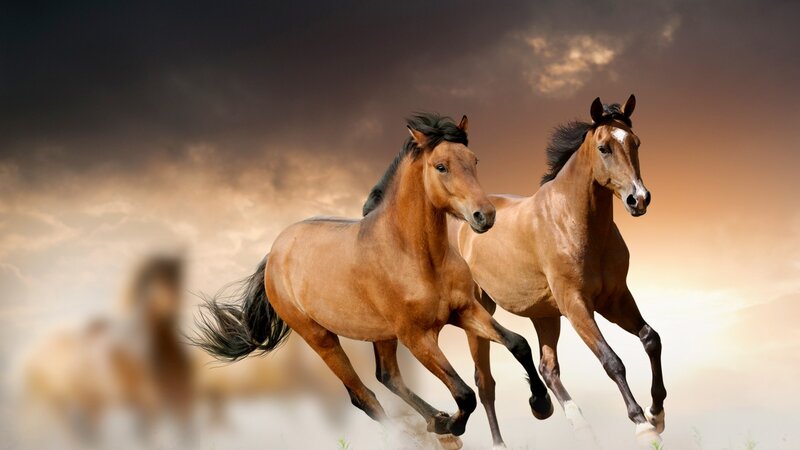 Two Brown Horses Running — Dynamic, Sunset