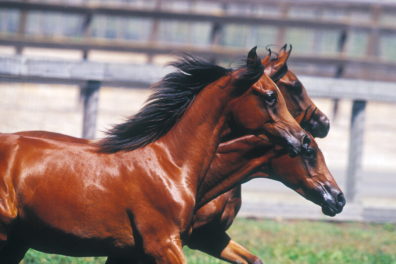 Two Brown Horses Running — Dynamic