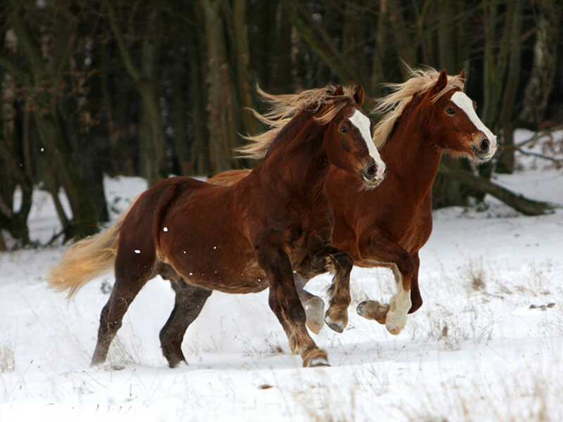 Two Brown Horses Running — Dynamic, Winter