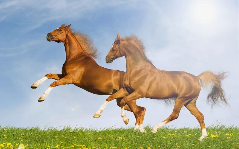 Two Brown Horses Running — Green, Dynamic, Afternoon, Photograph, Grass
