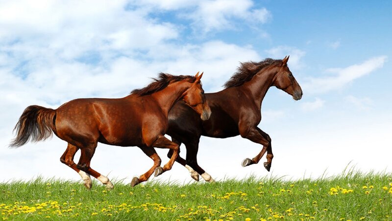 Two Brown Horses Running — Green, Dynamic, Afternoon, Photograph