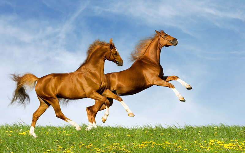 Two Brown Horses Running — Green, Dynamic, Afternoon