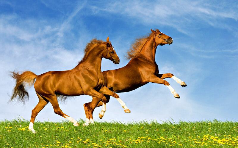 Two Brown Horses Running — Green