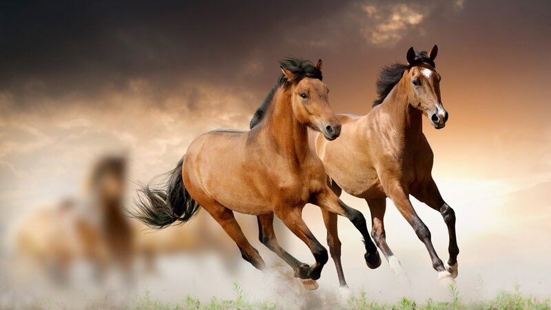Two Brown Horses Running — Sunset