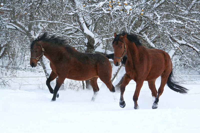 Two Brown Horses Running