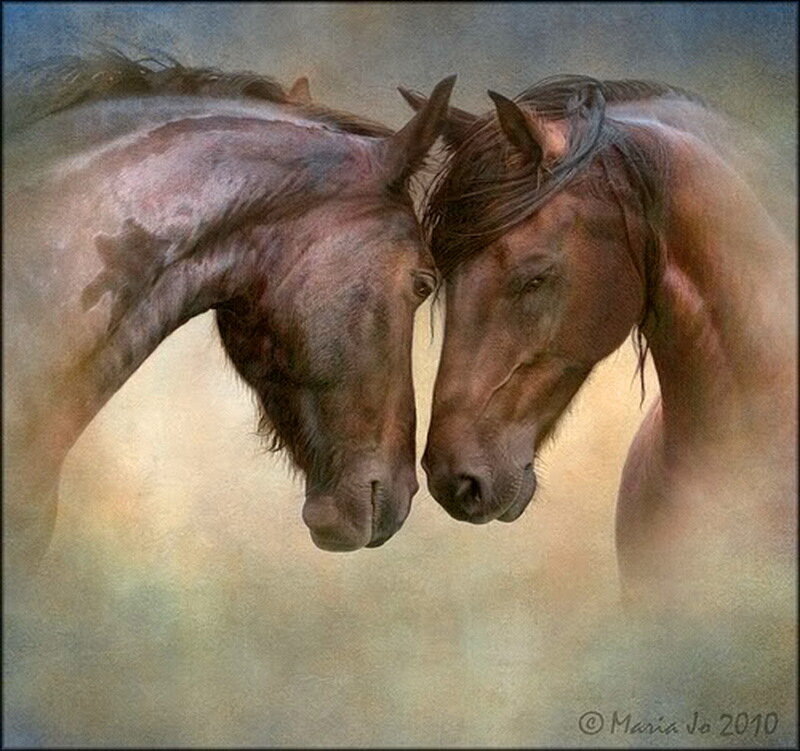 Two Brown Horses — Serene