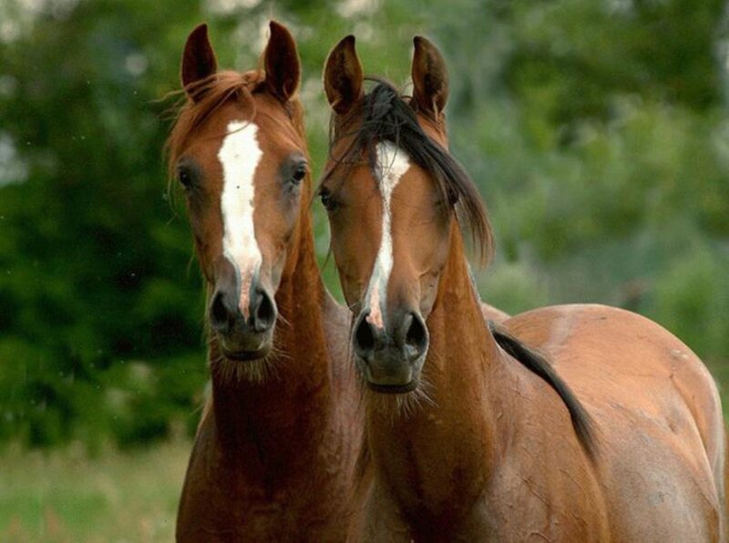 Two Brown Horses