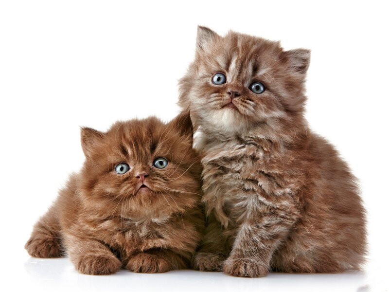 Two Brown Kittens — Innocent