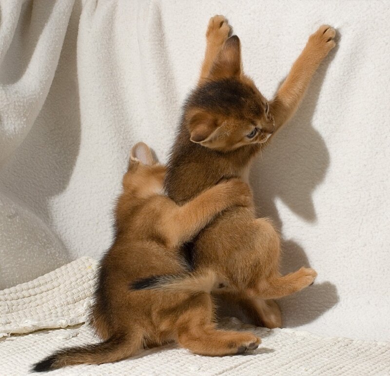 Two Brown Kittens Playing — Playful