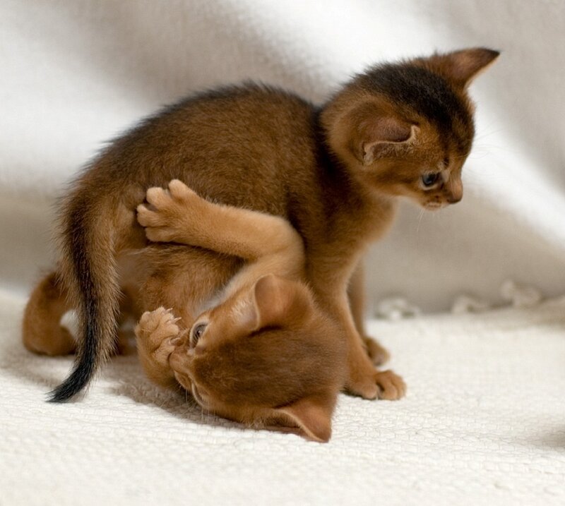 Two Brown Kittens Playing
