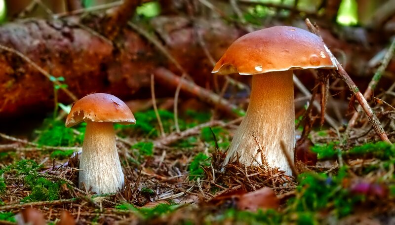 Two Brown Mushrooms — Natural, Afternoon, Photograph