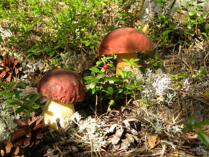 Two Brown Mushrooms — Natural, Afternoon
