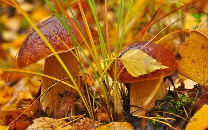 Two Brown Mushrooms — Natural, Autumn, Photograph, Autumn Leaves