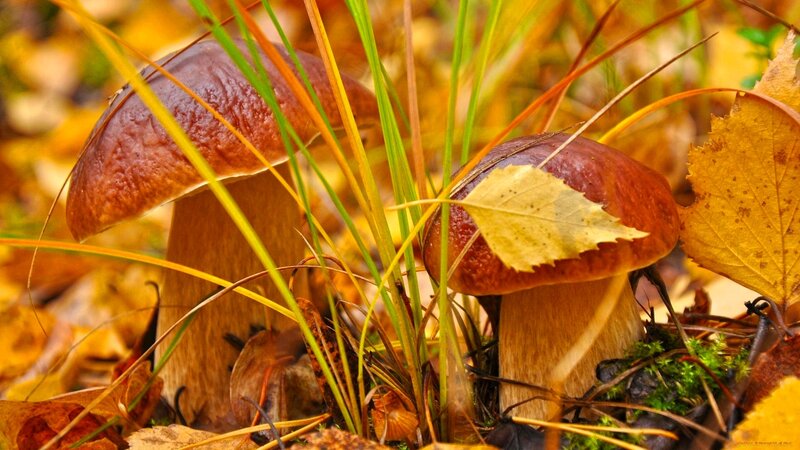 Two Brown Mushrooms — Natural, Autumn, Photograph, Fallen Leaves
