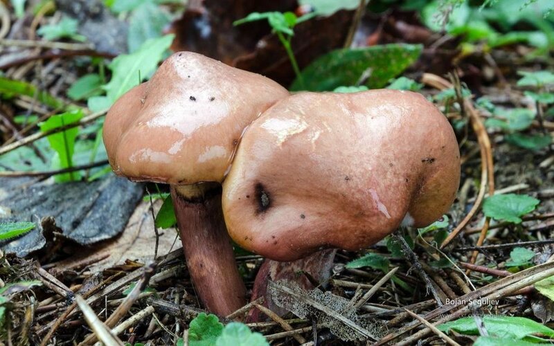 Two Brown Mushrooms — Natural, Autumn, Photograph, Leaves