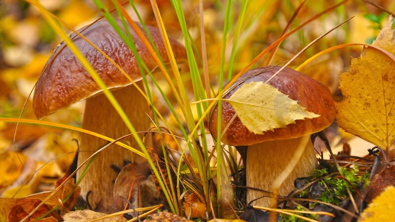 Two Brown Mushrooms — Natural, Autumn, Photograph
