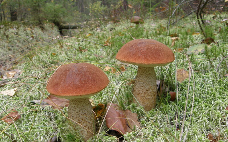 Two Brown Mushrooms — Natural, Autumn