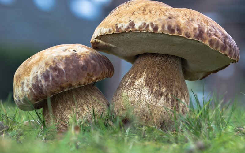 Two Brown Mushrooms — Natural, Photograph
