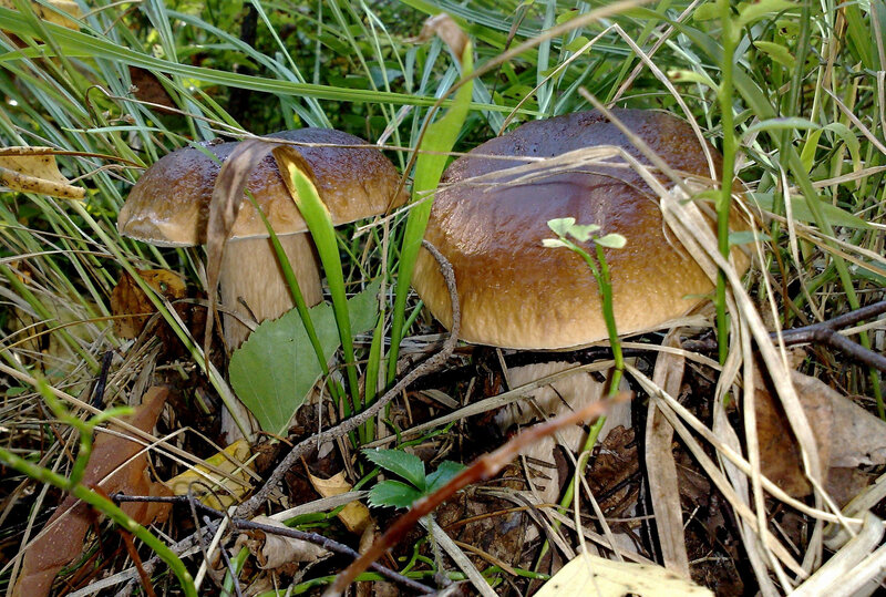 Two Brown Mushrooms — Natural