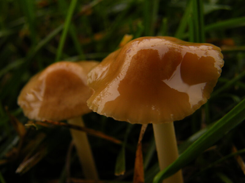 Two Brown Mushrooms