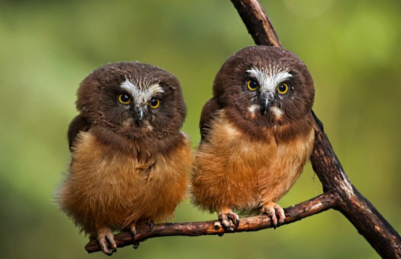 Two Brown Owls — Calm