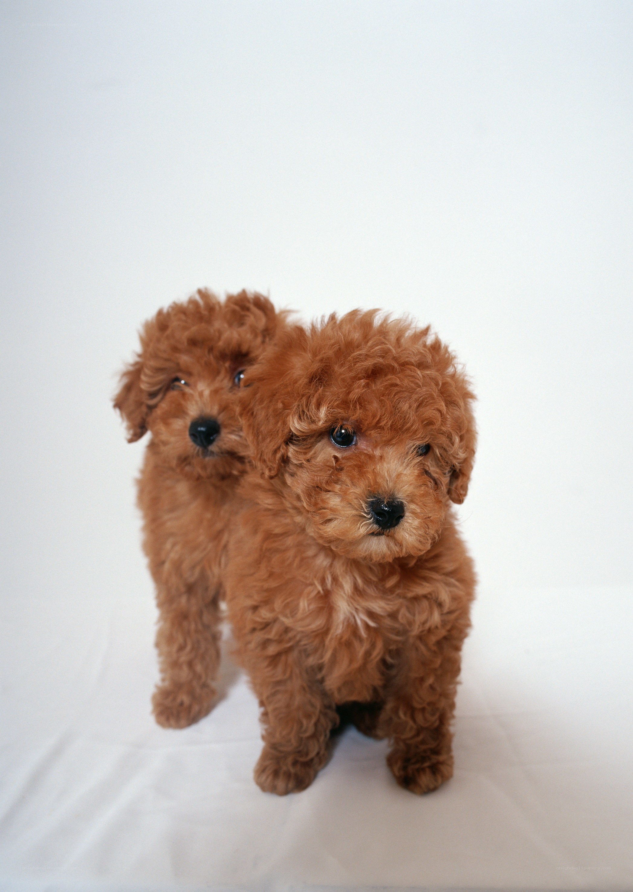 two brown poodle puppies