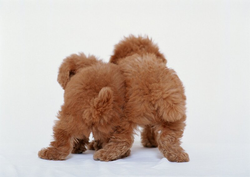 Two brown poodle puppies
