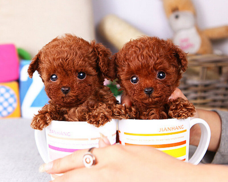 Two Brown Poodle Puppies — Cute
