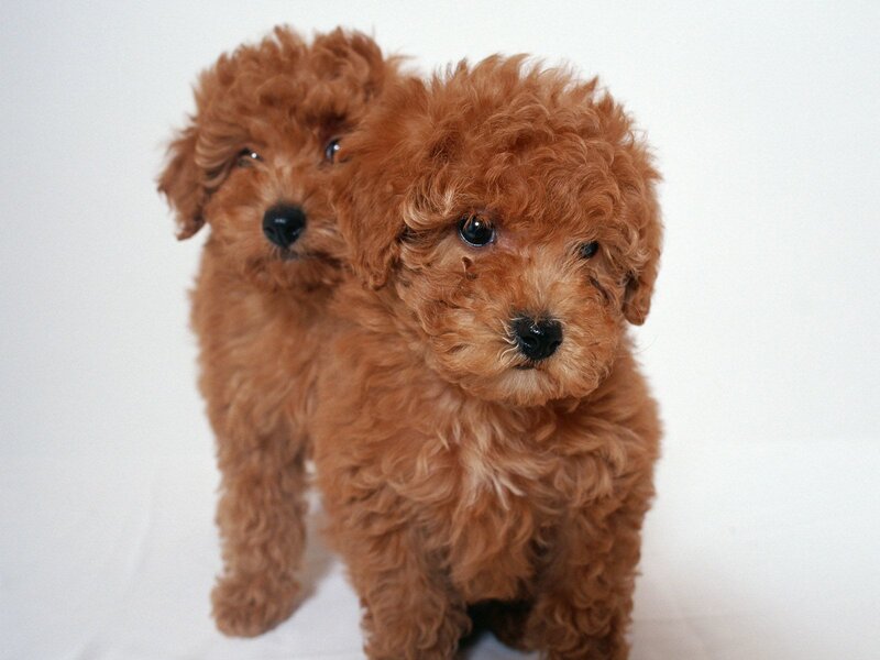 Two Brown Poodle Puppies — Innocent
