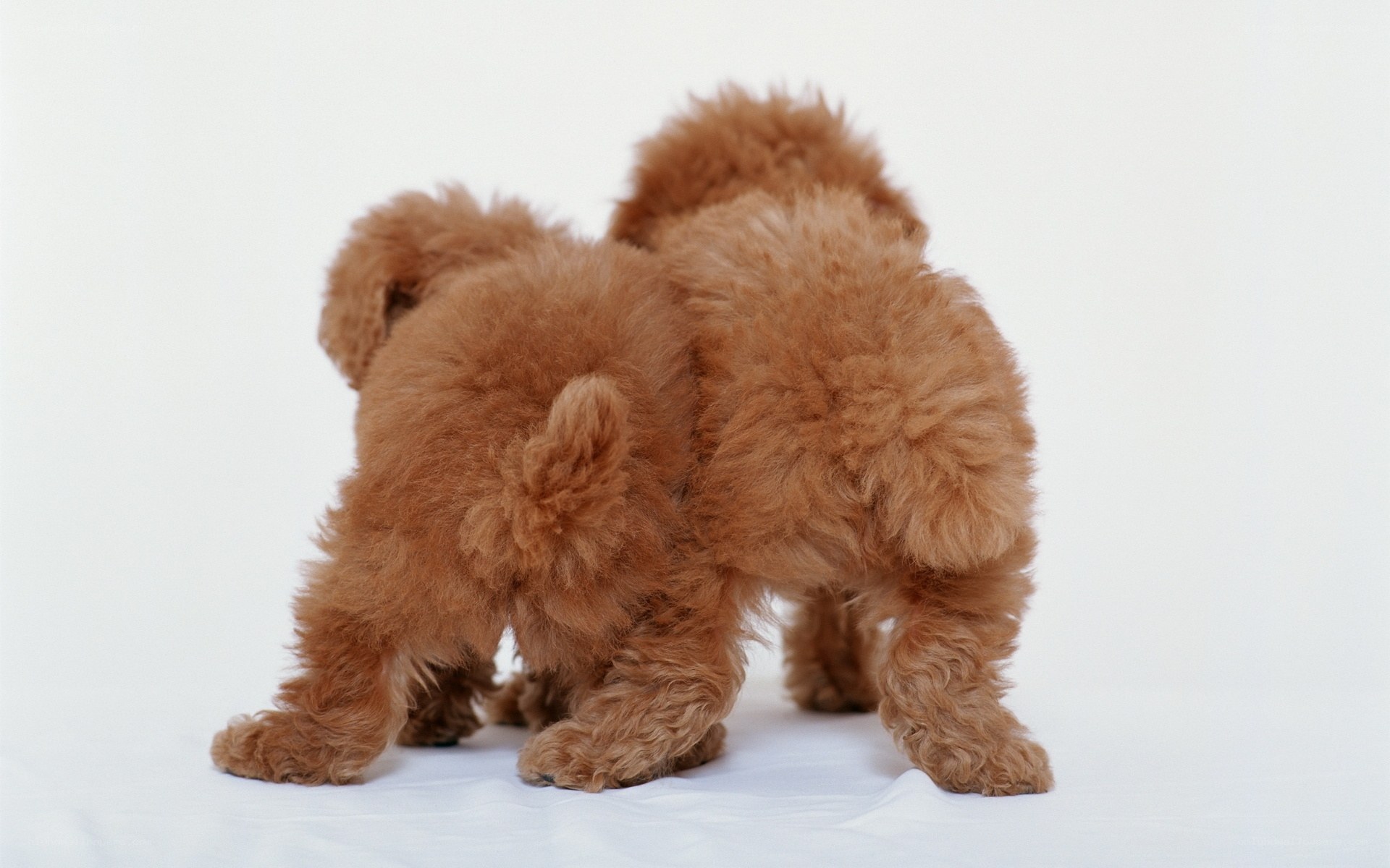 two brown poodle puppies