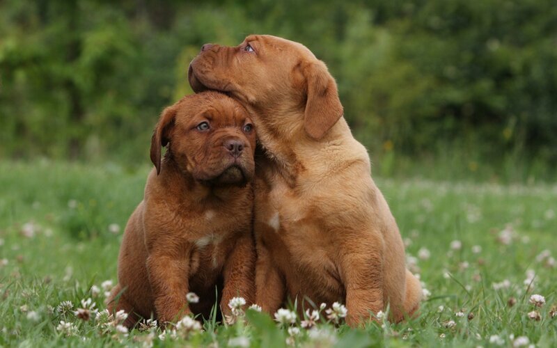 Two Brown Puppies — Calm, Afternoon, Photograph, Grass