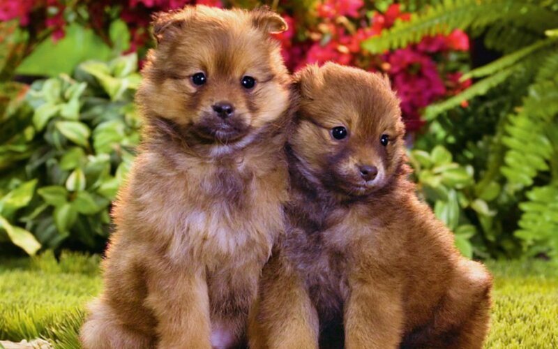 Two Brown Puppies — Calm, Afternoon, Photograph