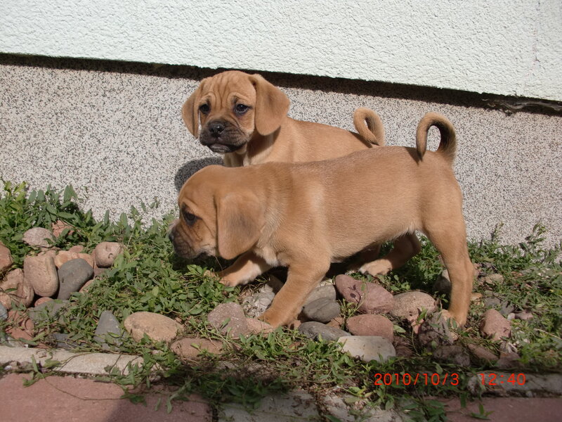 Two Brown Puppies — Calm, Afternoon