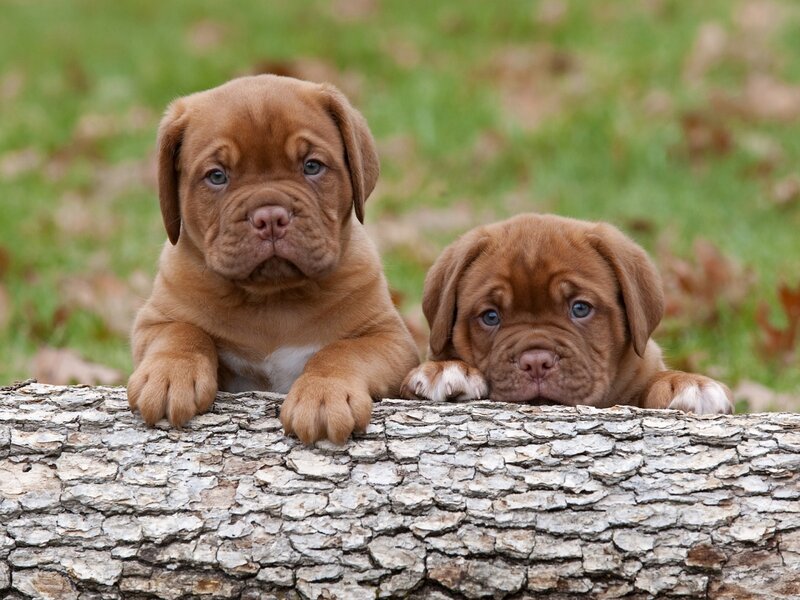 Two Brown Puppies — Calm, Autumn, Photograph