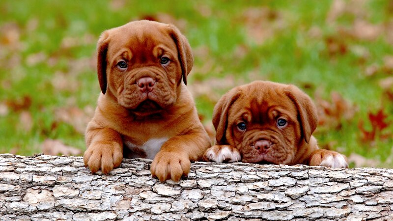 Two Brown Puppies — Calm, Autumn