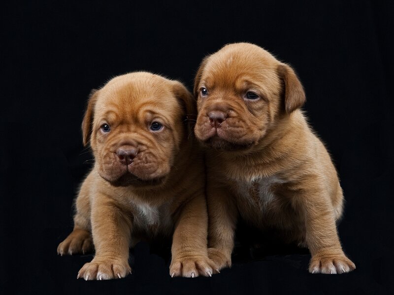 Two Brown Puppies — Calm, Photograph, Black Background