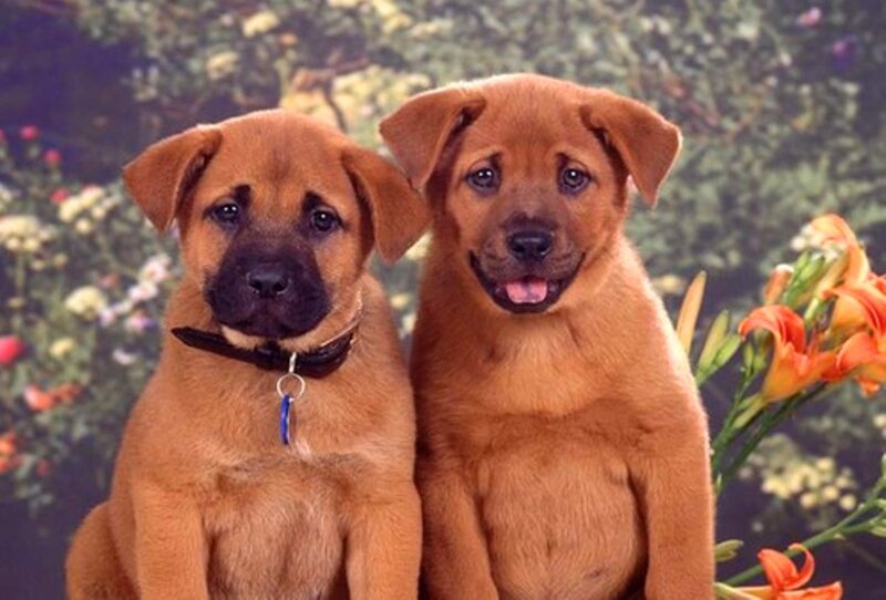 Two Brown Puppies — Calm, Photograph, Flowers