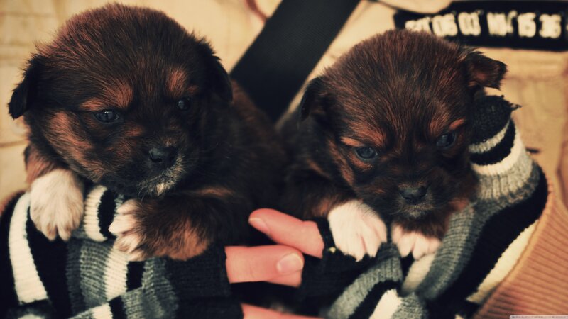 Two Brown Puppies — Calm, Photograph, Person, Sweater