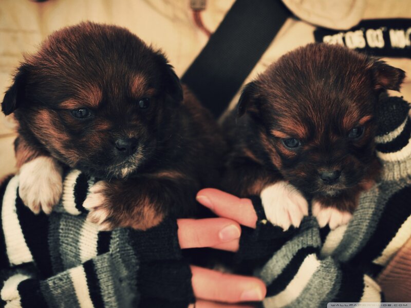 Two Brown Puppies — Calm, Photograph, Person