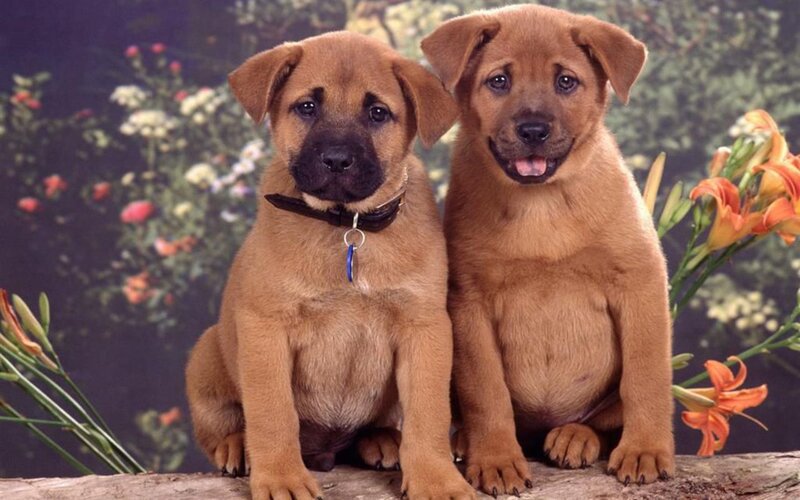 Two Brown Puppies — Calm, Photograph