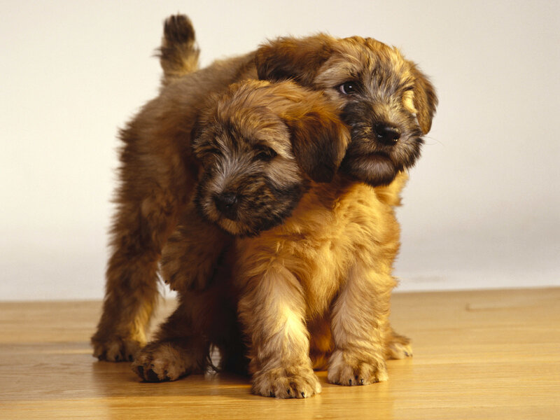 Two Brown Puppies — Calm