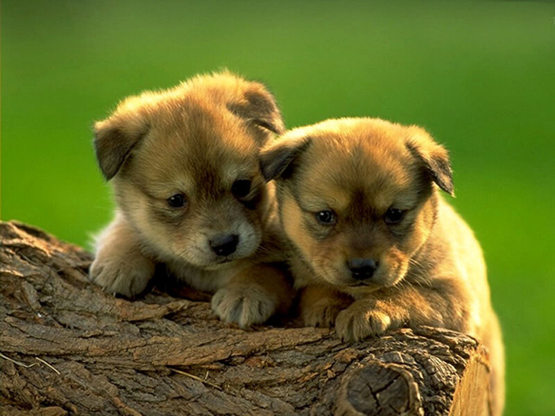 Two Brown Puppies — Cute