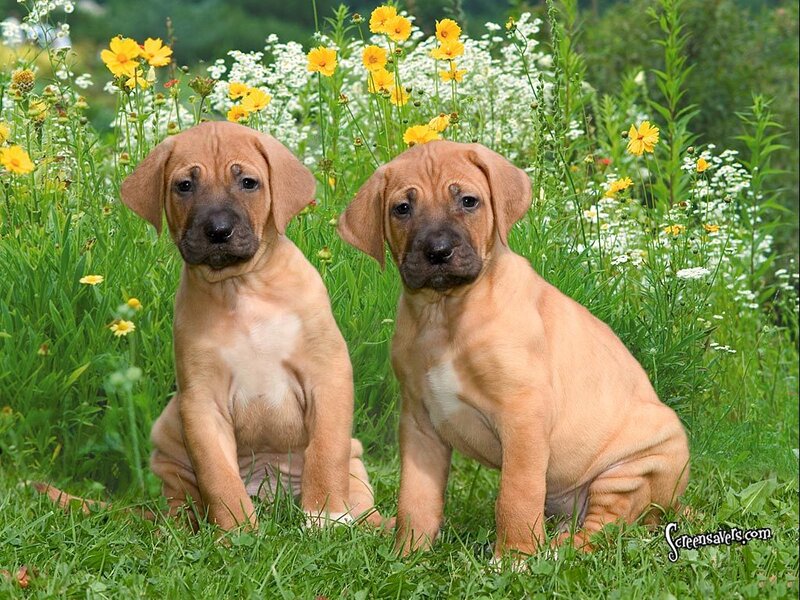 Two Brown Puppies — Green