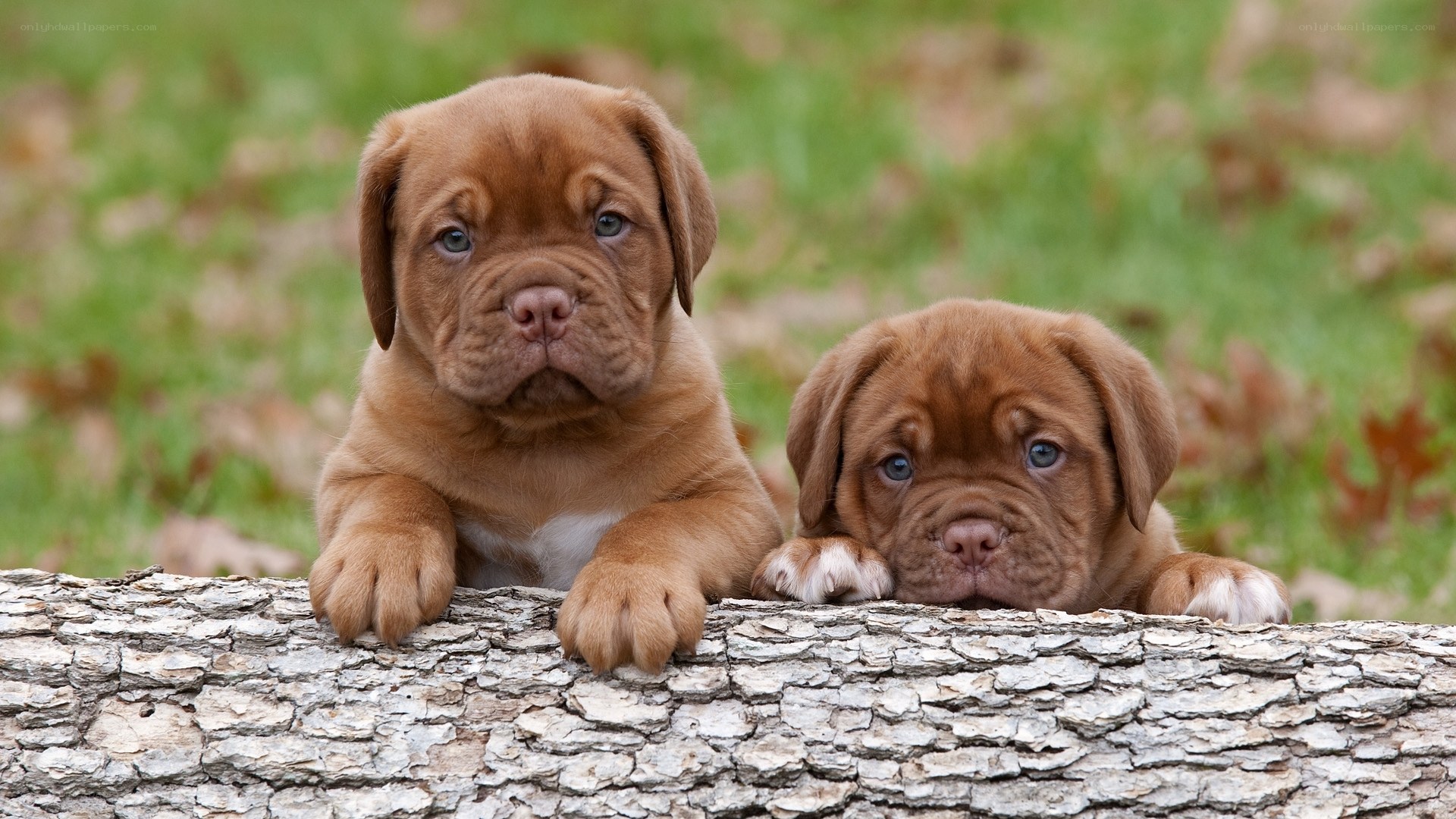 Two brown puppies on a log