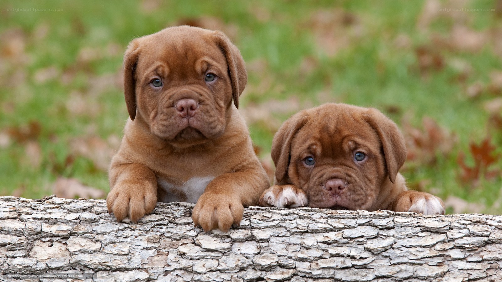 two brown puppies on log