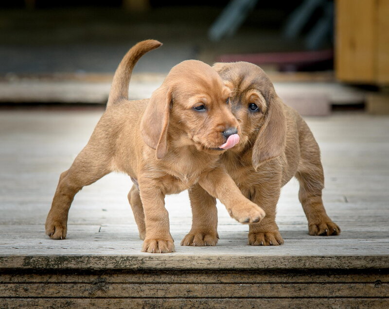 Two Brown Puppies — Playful