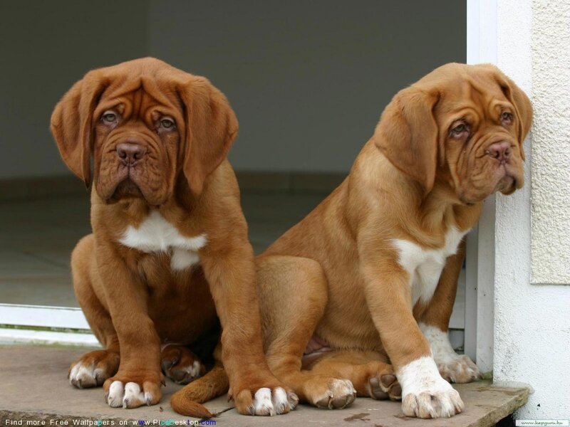 two brown puppies sitting