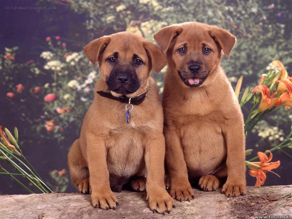 two brown puppies sitting together