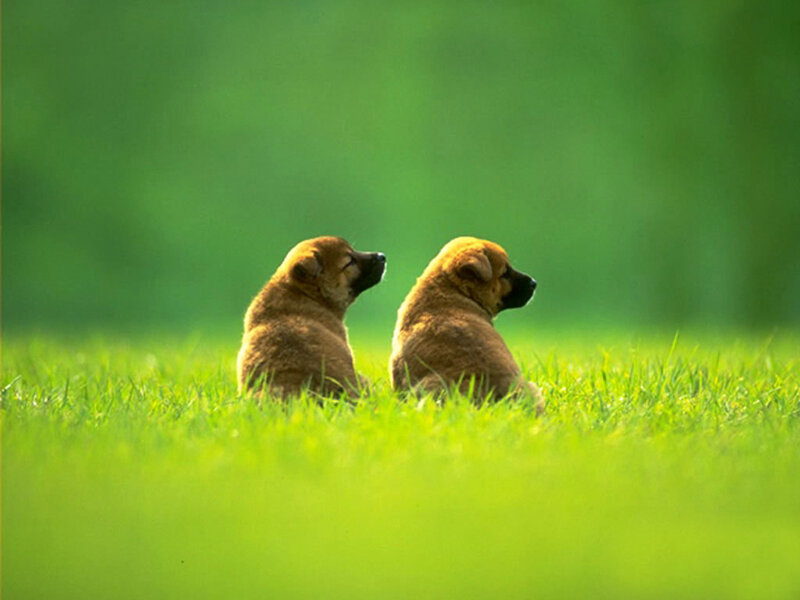 Two Brown Puppies