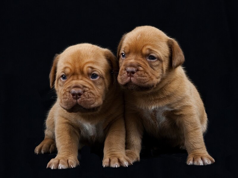 two brown puppies together